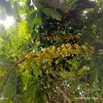 Samsuddin Barbhuiya - @samsuddin.barbhuiya.07 - Instagram