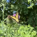 Barb Scherer - Facebook