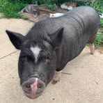 Barbara Scherer - Facebook