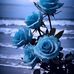 Barbara Selvi - Facebook