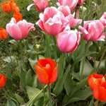 Barb Shafer - @barb.shafer - Instagram