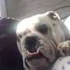 Winston the English bulldog - @barbara.sheldon68 - TikTok