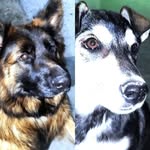 @barbie_lola_shepherd - Instagram