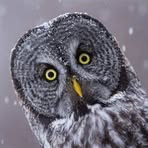 Barb Simmons - Facebook