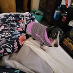 Barb Snyder - @barbsnyder4556 - Instagram