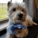 Barb Spencer - @lovewestie_2 - Instagram