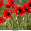 user7022038627113 - @barbarastaples1957 - TikTok