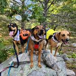 Barb Steadman - @rottsandpots - Instagram