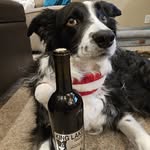 Barb Johns Swan - @bodethebordercollieandmom - Instagram
