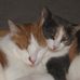 Barb Thibeault - Facebook