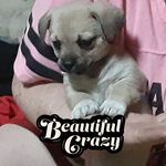 Ditto Zippo - @barb.walters.98837 - Instagram