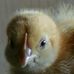 Barbara Ammann - Facebook