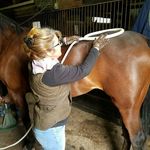 Barbara Archambault - @specialized_equine_care_ - Instagram