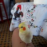 calopsita  @barbara.avelar - @calopsita_pets - Instagram