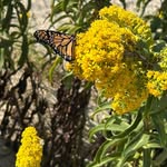 Barbara Aversa Carson - @barbcarson502 - Instagram
