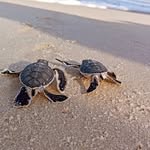Barbara Bachmeier - @turt.lebabs - Instagram