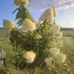 Barbara Bachur - Facebook