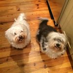 Barbara Barbee - @baxterandmilly - Instagram