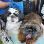 Barbara Barden ODonahue - @mymyandotis - Instagram