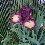 Barbara Carter Barnwell - @bbarnwell49 - Instagram