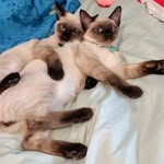 Barbara Bedard - @curiosity_kitty - Instagram