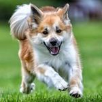 Barbara Beers - @beersdogs - Instagram