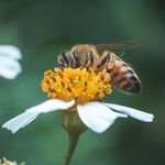 Bees - @barbara.bees_ - Instagram