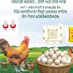 Brar poultry farm bhalliana ਬਰਾੜ ਦੇਸੀ ਪੋਲਟਰੀ ਫਾਰਮ - @brar_farm_bhalliana - Instagram