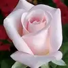 barbarabellizzi85 - @barbarabellizzi85 - TikTok