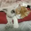BarbaraBenedetti - @barbarabenedettiiqpmei - TikTok