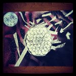 Barbara Benefield - @hightscrow - Instagram
