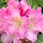 Barbara Bennington - Facebook