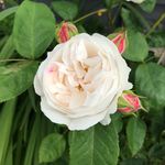 Barbara Benton - @barbara.benton.51 - Instagram