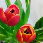 barbara bergant - @barbarabergant1943 - Instagram