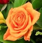 Barbara Bern - Facebook