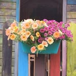 Barbara Huberts-Bernhardt - @barbarahubertsbernhardt - Instagram