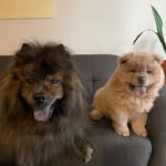 Barbara and Beverly - @oopsallchows - Instagram