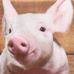 Barbara Bichler - Facebook