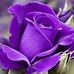 Barbara Bier - Facebook
