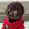billy_chocolatinho - @barbara_billy - TikTok