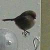 Barb Bird - @barbbird - TikTok