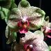 Barbara Birk - Facebook