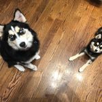 Barbara Birnbaum Potter - @pomskysister2 - Instagram