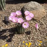 Barbara Bobbi Camp Zimmerman - @barbarabobbicamp - Instagram