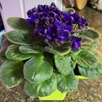 Barbara Ramsey Booher - @bbooher6131 - Instagram