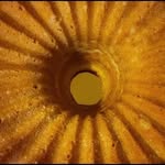 Barbara Collins - @barbara_boozy_bundt_cakes - Instagram