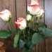Barbara Bergman - Facebook