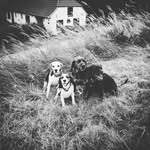 Barbara Born - @blankagoesdogsports - Instagram