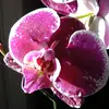 Barbara Bosch - @barbarabosch529 - TikTok