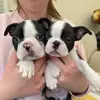 barbara boston terrier puppies - @barbara.boston.te - TikTok
